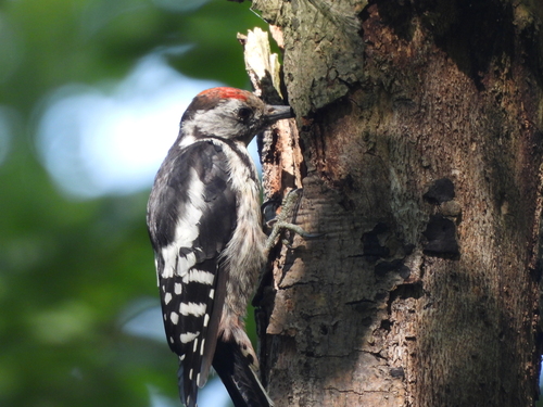 Middle Spotted Woodpecker