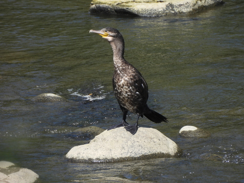 Great Cormorant