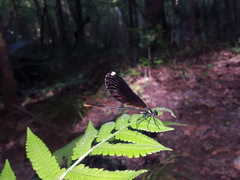 Calopteryx maculata image