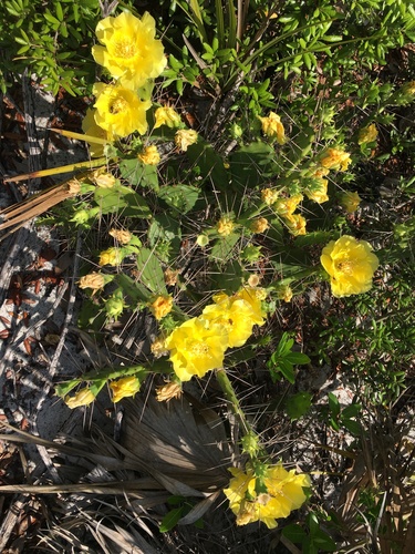 Opuntia austrina, photograph 5