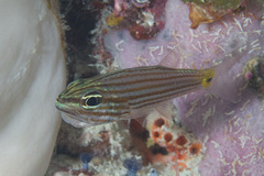 Cheilodipterus artus