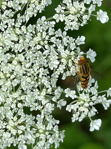Shiny Bog Fly photo 4