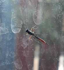 Ichneumonidae
