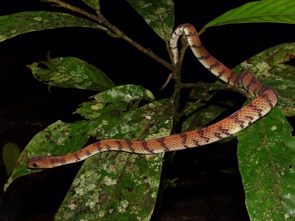 Smooth Slug Snake