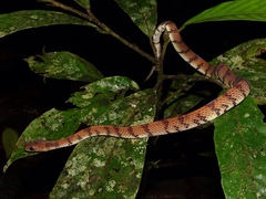 Asthenodipsas laevis