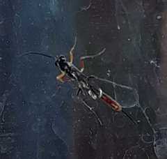 Ichneumonidae
