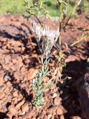 Polycarpaea longiflora