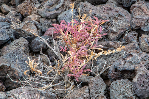 Penstemon deustus, photograph 4