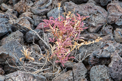 Penstemon deustus, photograph (c) Jay Brasher, some rights reserved (CC BY)
