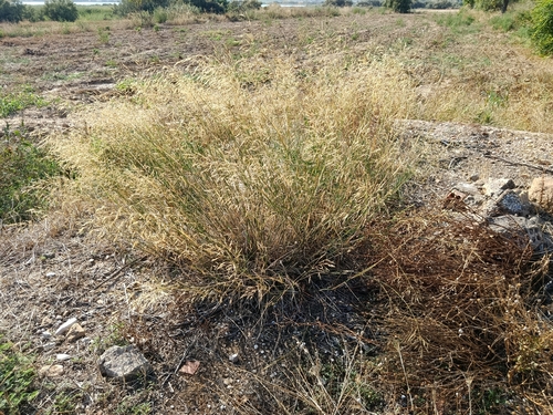 Smilo Grass