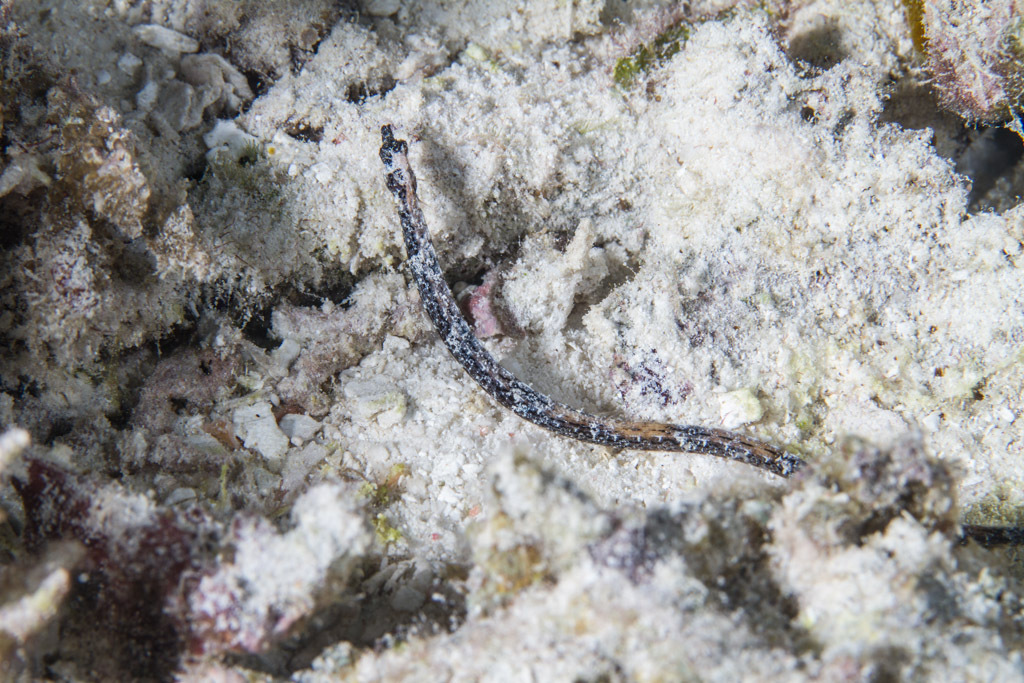Anderson's pipefish (Micrognathus andersonii) — Syngnathidae