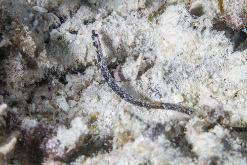 Andersons zeenaald (Micrognathus andersonii) — Syngnathidae