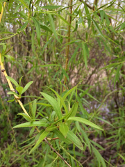 Salix lucida