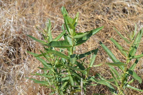 showy milkweed