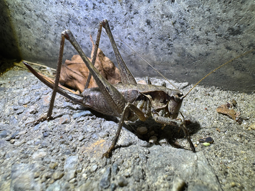 Brunner's Shieldback