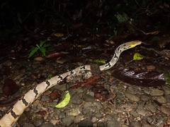 Boiga cynodon