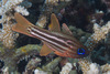 Blue-eye Cardinalfish - Photo (c) Mark Rosenstein, some rights reserved (CC BY-NC), uploaded by Mark Rosenstein