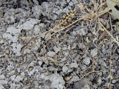 Dasymutilla sicheliana