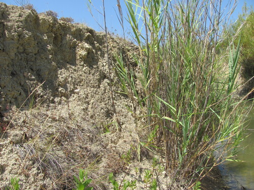 Arundo micrantha (Arundo micrantha)