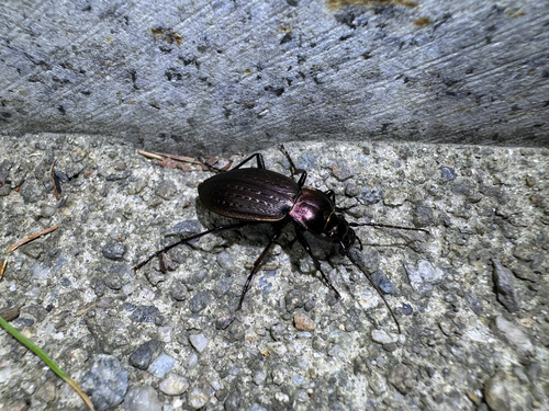 Carabus sternbergi