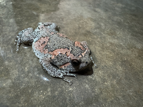 Painted Globular Frog
