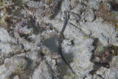 Micrognathus andersonii