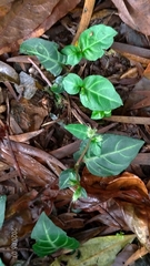 Lepidagathis inaequalis