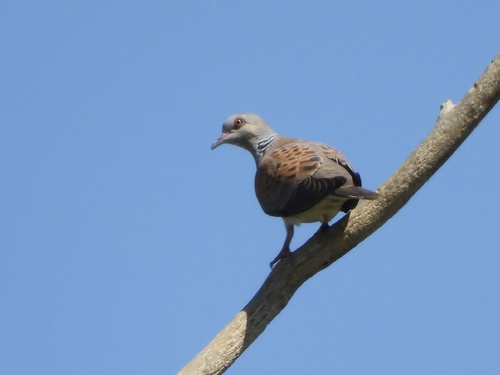 European Turtle-Dove