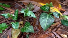 Lepidagathis inaequalis