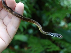 Xenochrophis maculatus