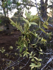 Carya floridana