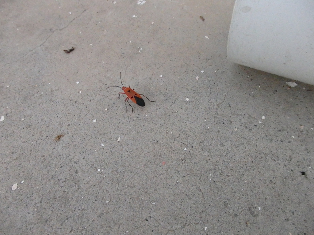 Cotton Stainer Bugs from Mandawa, Rajasthan 333704, India on October 1 ...