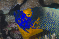 Bluefaced Angelfish photo 5