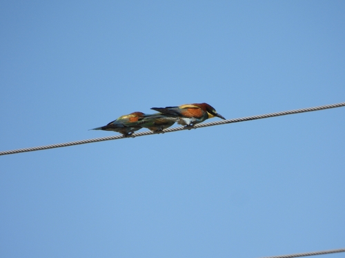 European Bee-eater