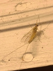 Maccaffertium mediopunctatum