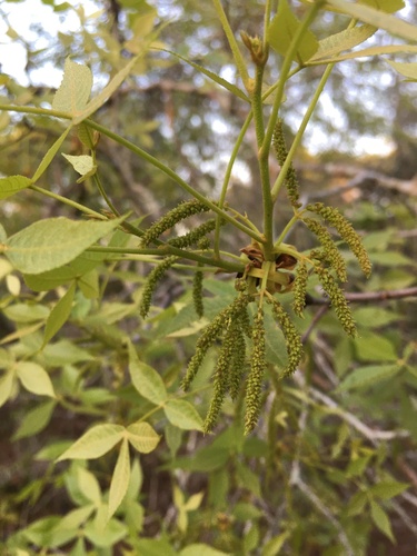 Carya floridana, photograph 3