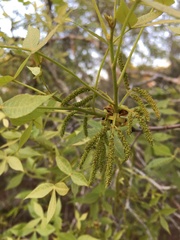 Carya floridana, photograph author not stated, no rights reserved