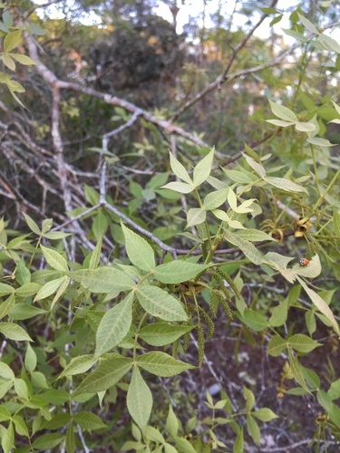 Carya floridana, photograph 5