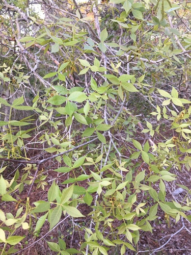 Carya floridana, photograph 4