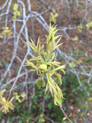 Carya floridana, photograph 2