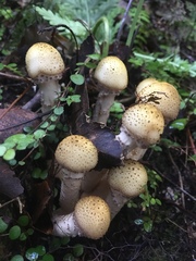 Armillaria limonea