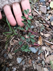 Hosackia crassifolia