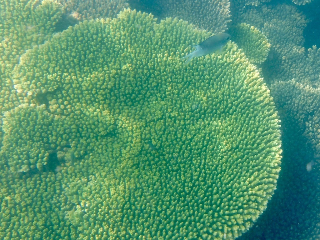 Spiny chromis
