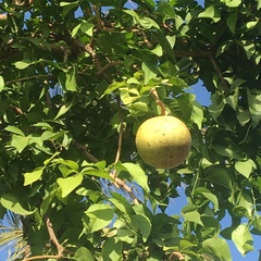 Aegle marmelos