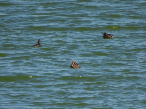 Little Grebe