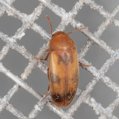 Diclidia