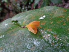 Pleurothallis cardiothallis