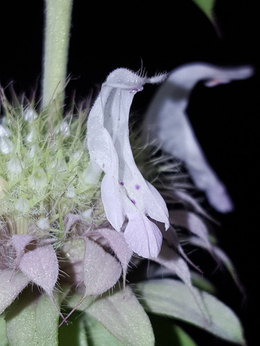 Monarda citriodora