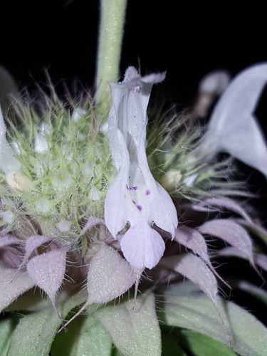 Monarda citriodora