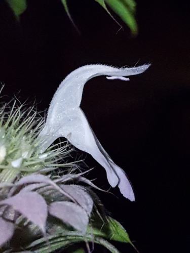 Monarda citriodora